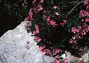 LEICA M3, SUMMICRON 2/50